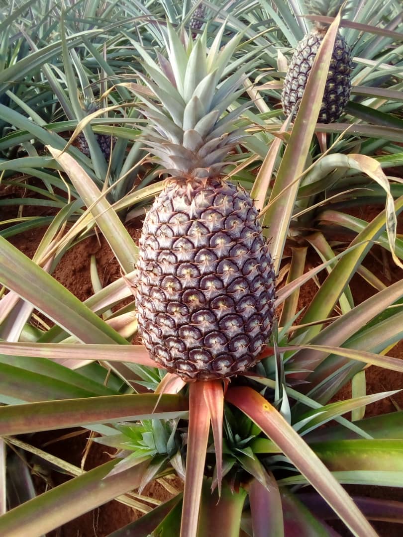pineapple-64